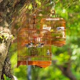 Taking pet birds for a stroll is an age-old Chinese hobby that is still popular amongst the elderly today. Some elderly people would hang the bamboo birdcages on the tree branches and socialise with other bird owners.